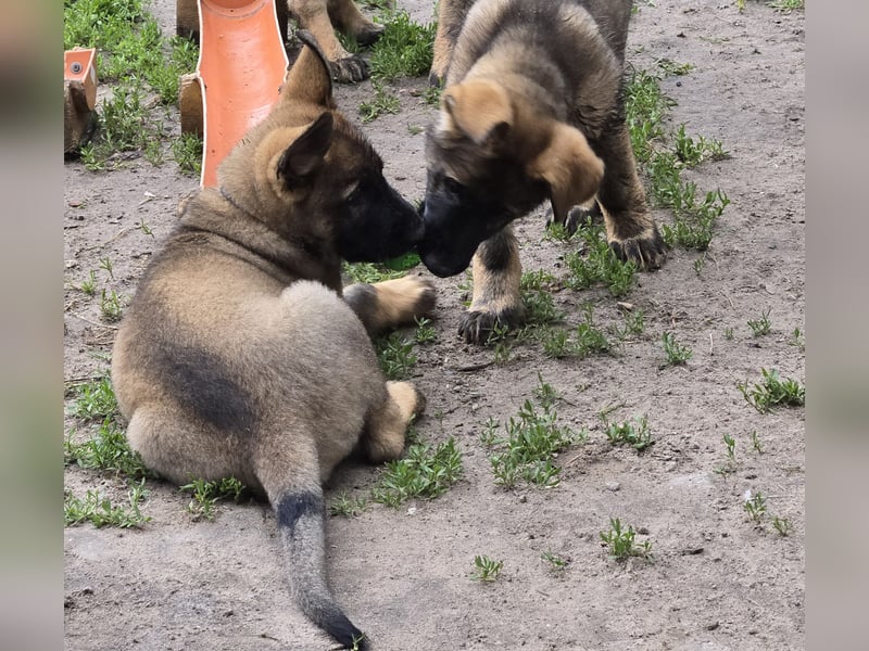 Dunkelgraue Schäferhunde aus Kör-u.Leistungzucht