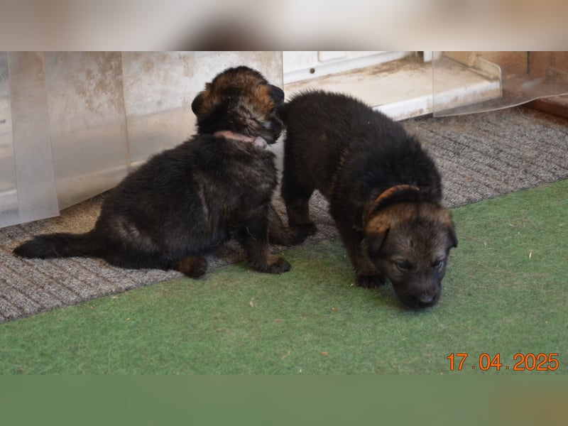 Dunkelgraue Schäferhunde aus Kör-u.Leistungzucht