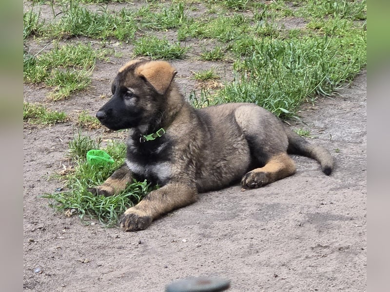 Dunkelgraue Schäferhunde aus Kör-u.Leistungzucht