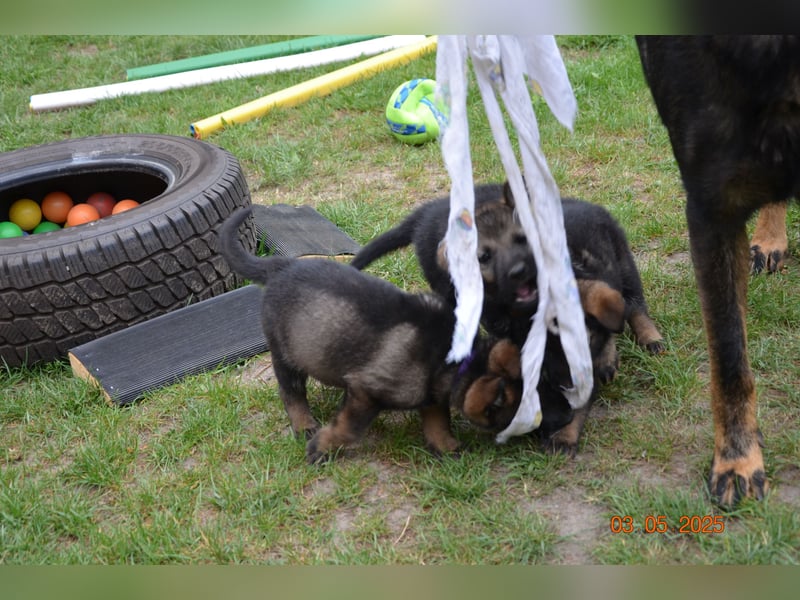 Dunkelgraue Schäferhunde aus Kör-u.Leistungzucht