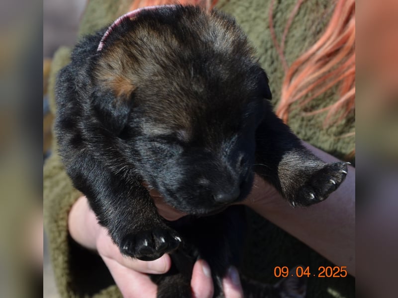 Dunkelgraue Schäferhunde aus Kör-u.Leistungzucht