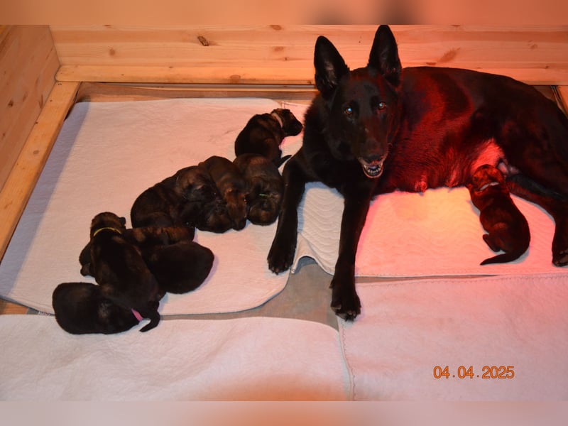 Dunkelgraue Schäferhunde aus Kör-u.Leistungzucht