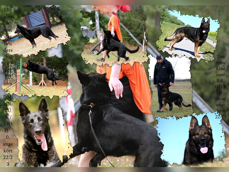 Dunkelgraue Schäferhunde aus Kör-u.Leistungzucht