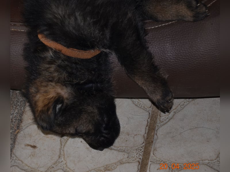 Dunkelgraue Schäferhunde aus Kör-u.Leistungzucht