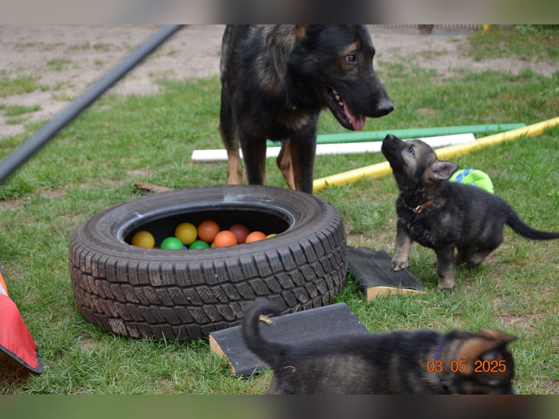 Dunkelgraue Schäferhunde aus Kör-u.Leistungzucht