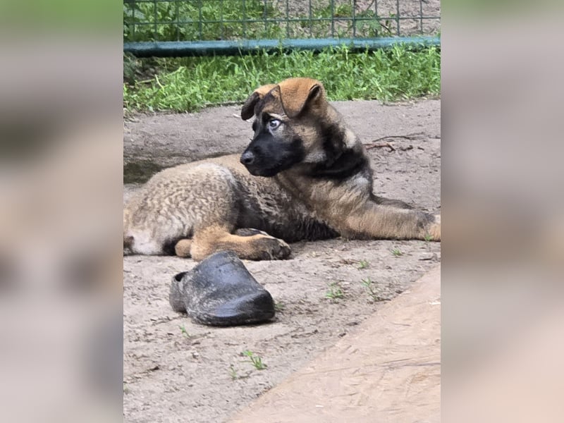 Dunkelgraue Schäferhunde aus Kör-u.Leistungzucht