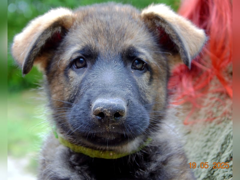 Dunkelgraue Schäferhunde aus Kör-u.Leistungzucht