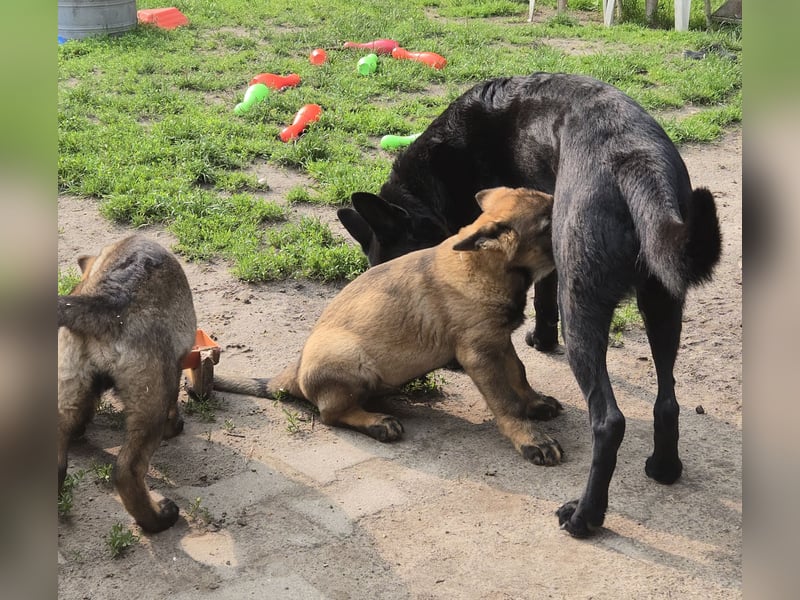 Dunkelgraue Schäferhunde aus Kör-u.Leistungzucht