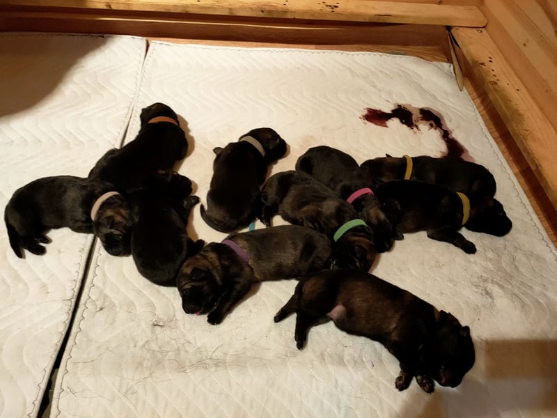 Dunkelgraue Schäferhunde aus Kör-u.Leistungzucht