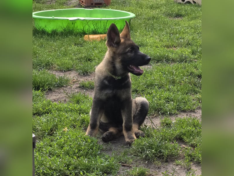 Dunkelgraue Schäferhunde aus Kör-u.Leistungzucht