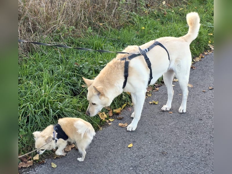 PUSCHKIN - Spaziergang ins Glück gesucht PUSCHKIN - Spaziergang ins Glück gesucht