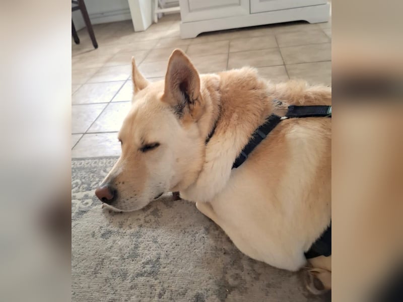 PUSCHKIN - Spaziergang ins Glück gesucht PUSCHKIN - Spaziergang ins Glück gesucht
