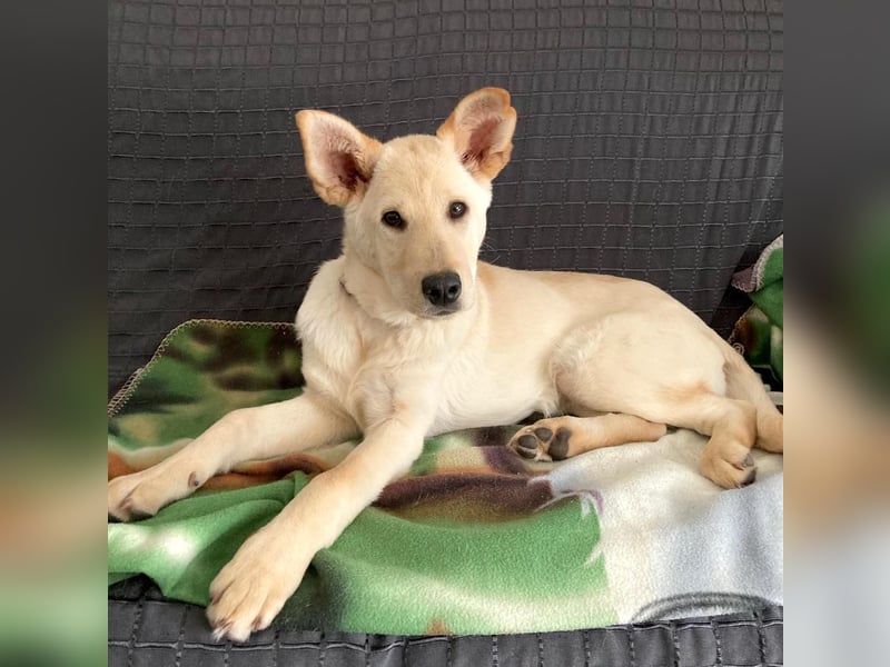 PUSCHKIN - Spaziergang ins Glück gesucht PUSCHKIN - Spaziergang ins Glück gesucht