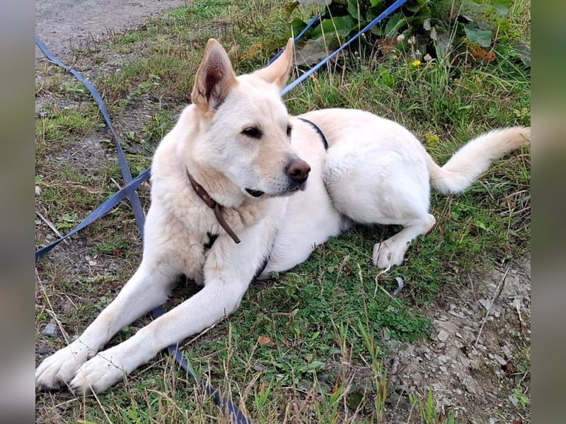 PUSCHKIN - Spaziergang ins Glück gesucht PUSCHKIN - Spaziergang ins Glück gesucht