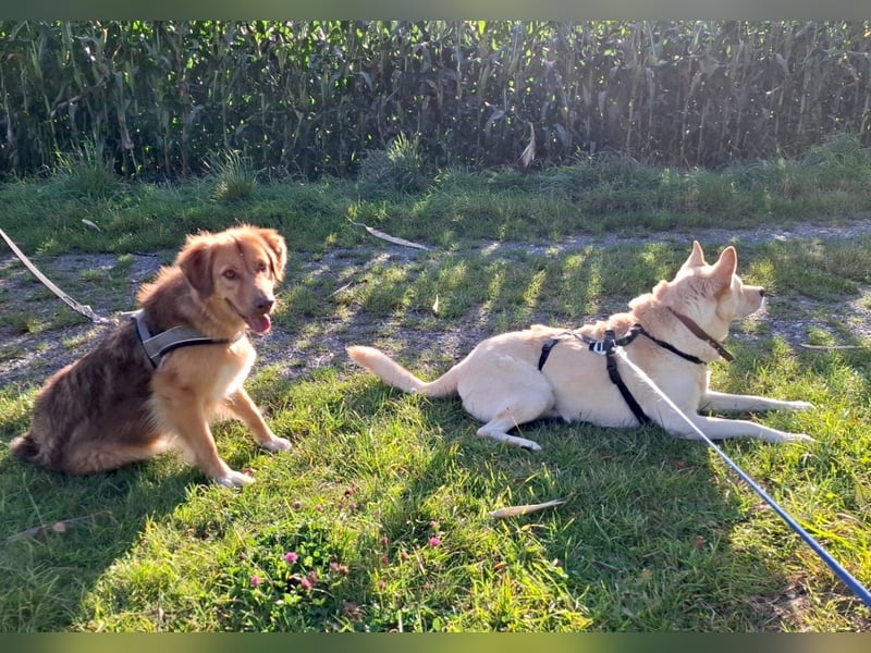 PUSCHKIN - Spaziergang ins Glück gesucht PUSCHKIN - Spaziergang ins Glück gesucht