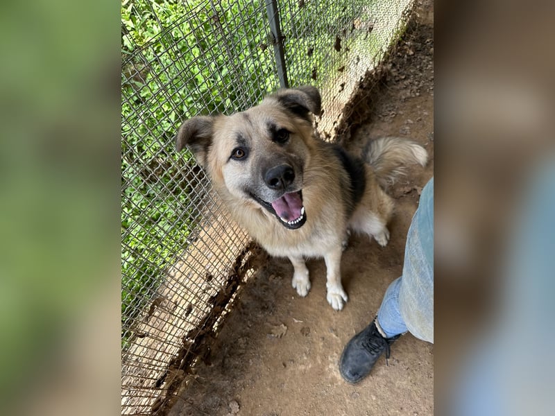 PITI - toller Schäferhund Mix