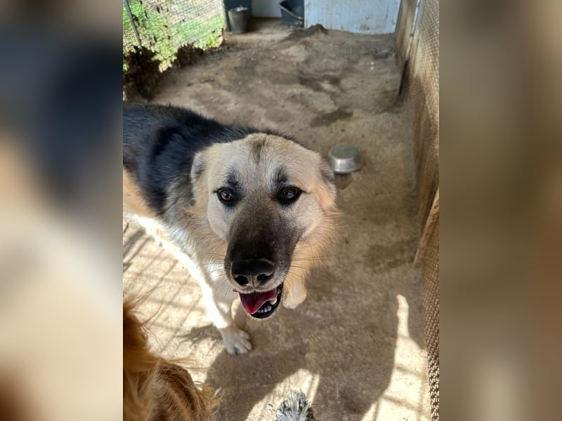 PITI - toller Schäferhund Mix