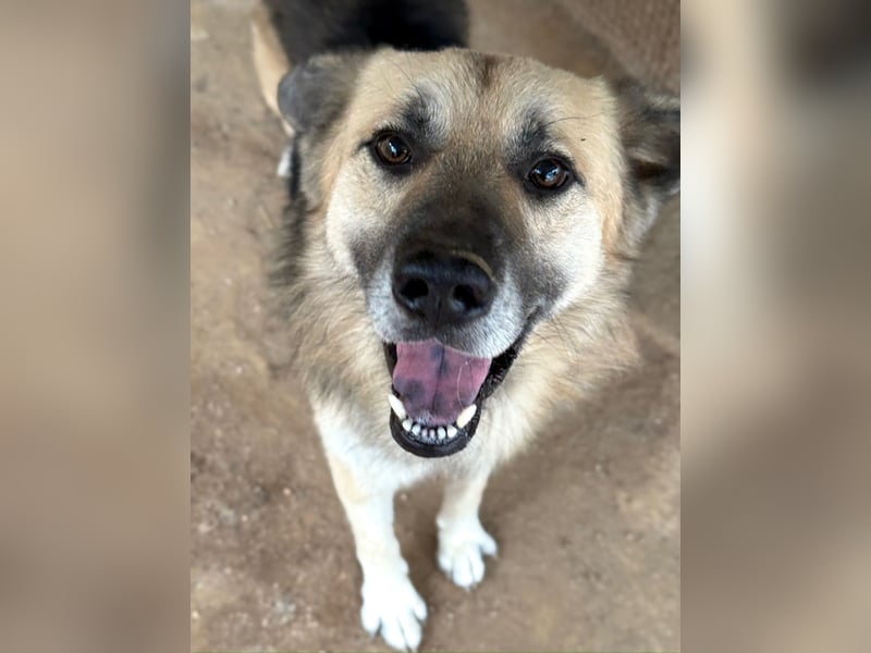 PITI - toller Schäferhund Mix