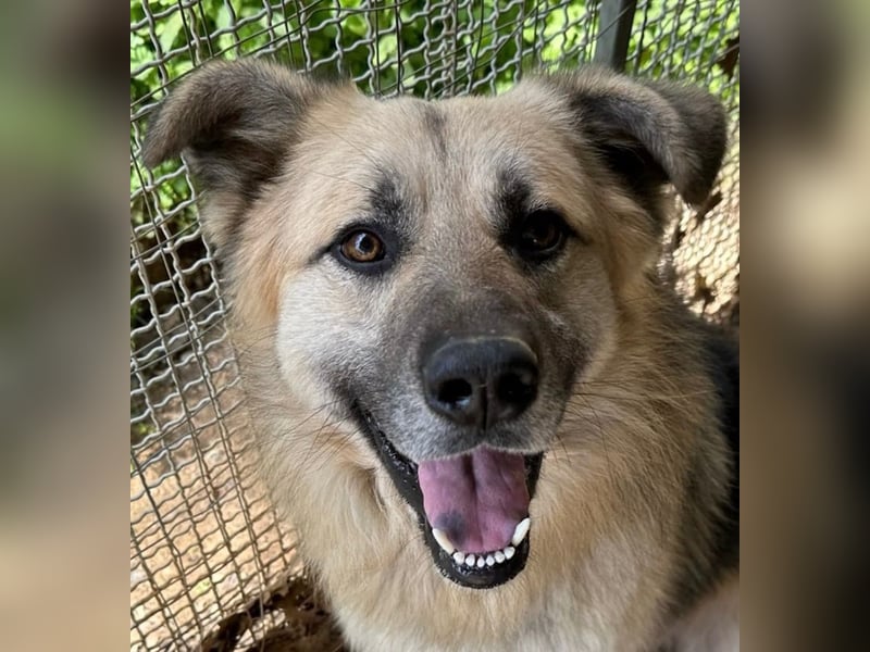 PITI - toller Schäferhund Mix