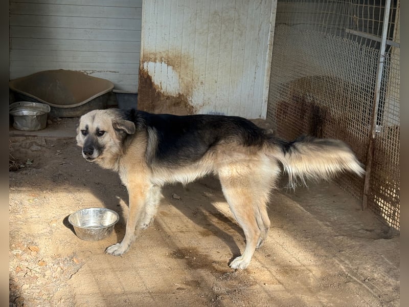 PITI - toller Schäferhund Mix