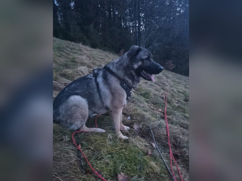 Unser Hund sucht ein neues Zuhause