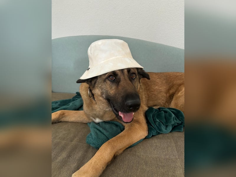 Bailey-Liebevolle Hündin abzugeben