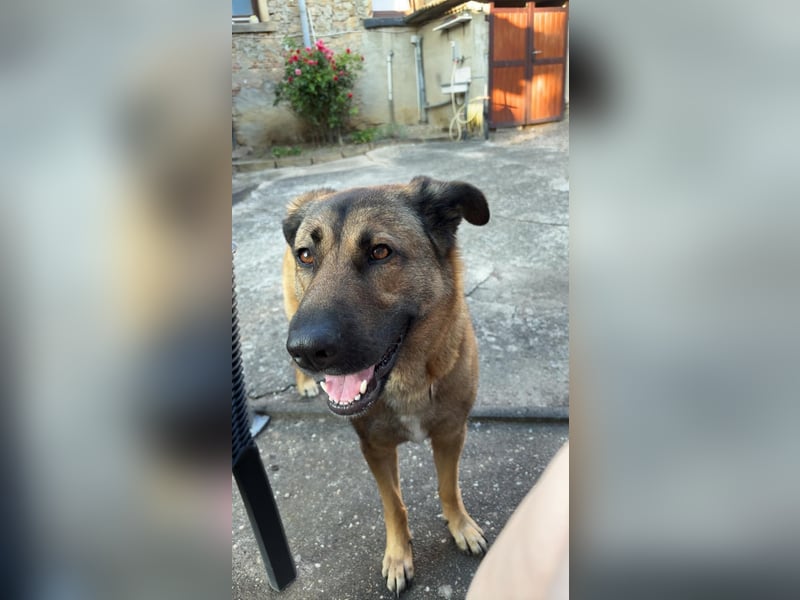 Bailey-Liebevolle Hündin abzugeben