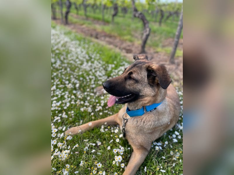 Bailey-Liebevolle Hündin abzugeben