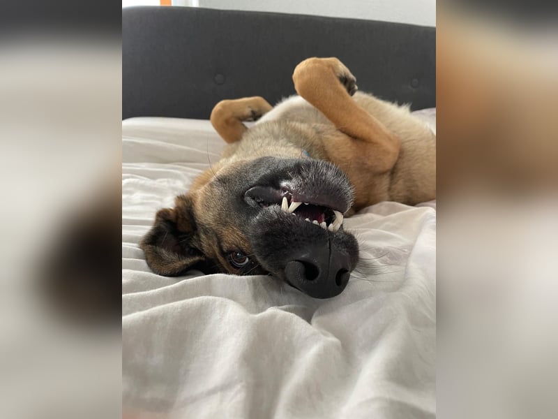 Bailey-Liebevolle Hündin abzugeben