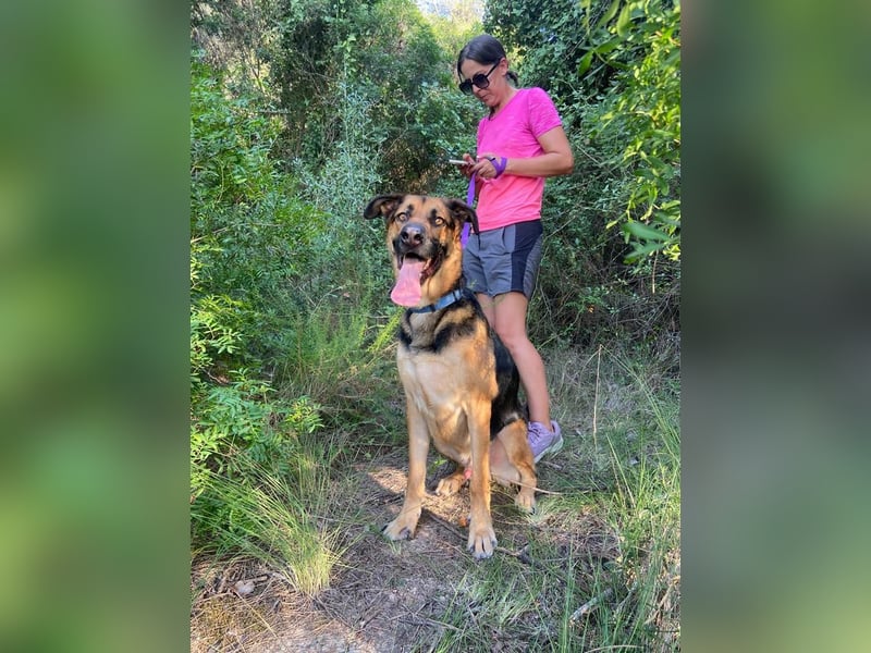 Wunderschöner AMAL-ausgesprochen lieber, unkomplizierter Begleiter, sucht sein "Für-immer-Zuhause"