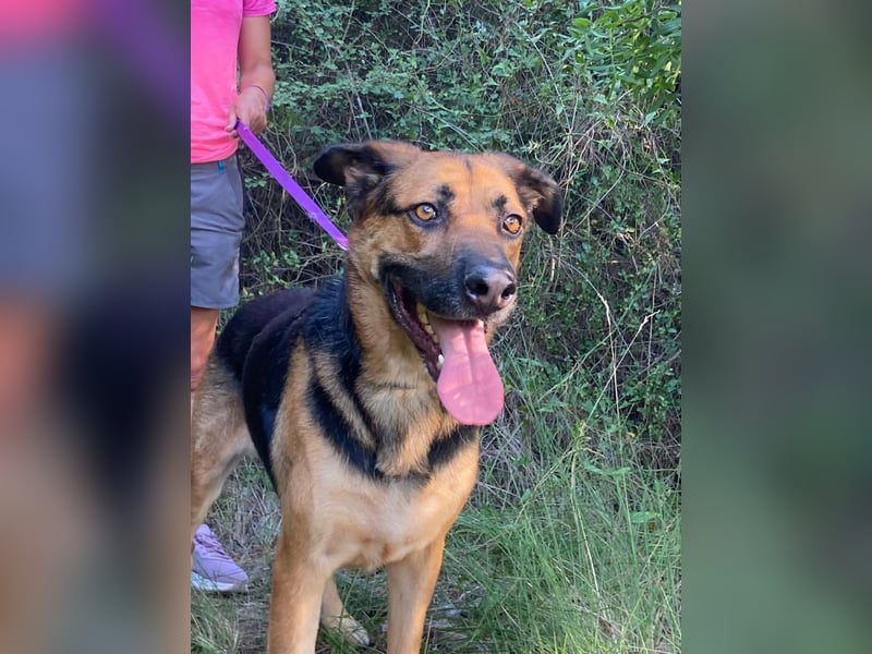 Wunderschöner AMAL-ausgesprochen lieber, unkomplizierter Begleiter, sucht sein "Für-immer-Zuhause"