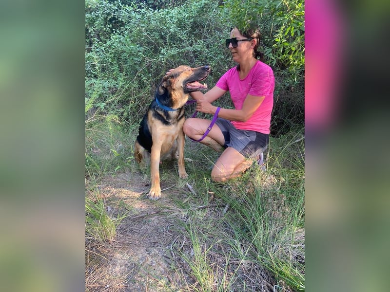 Wunderschöner AMAL-ausgesprochen lieber, unkomplizierter Begleiter, sucht sein "Für-immer-Zuhause"