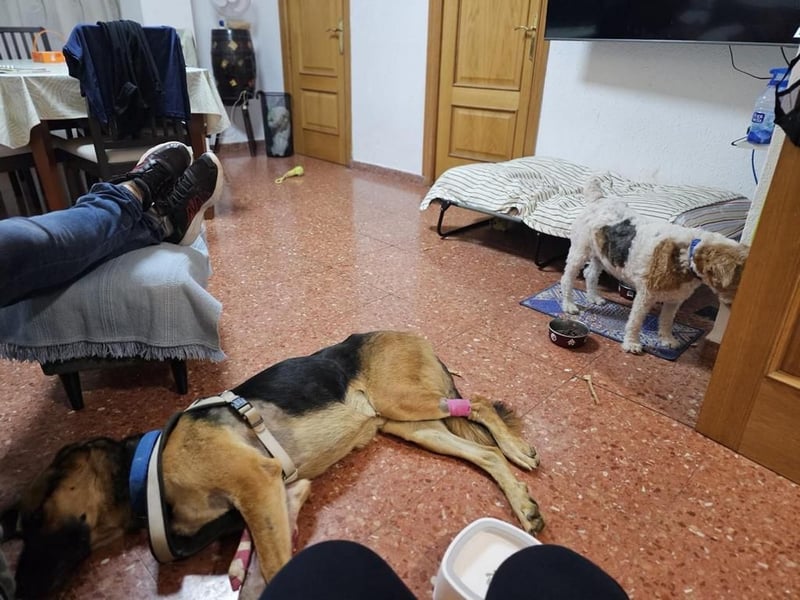 Wunderschöner AMAL-ausgesprochen lieber, unkomplizierter Begleiter, sucht sein "Für-immer-Zuhause"