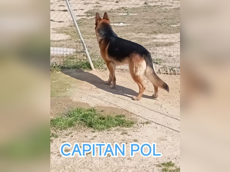 Alle lieben CAPITAN POL-Seele auf 4 Pfoten-sehr freundlich, menschenbezogen, aufmerksam, verspielt