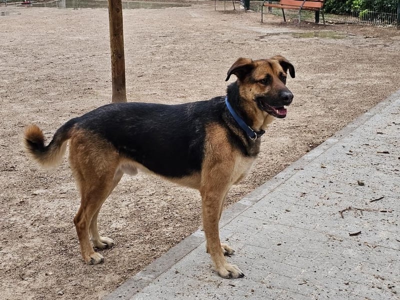 Wunderschöner AMAL-ausgesprochen lieber, unkomplizierter Begleiter, sucht sein "Für-immer-Zuhause"