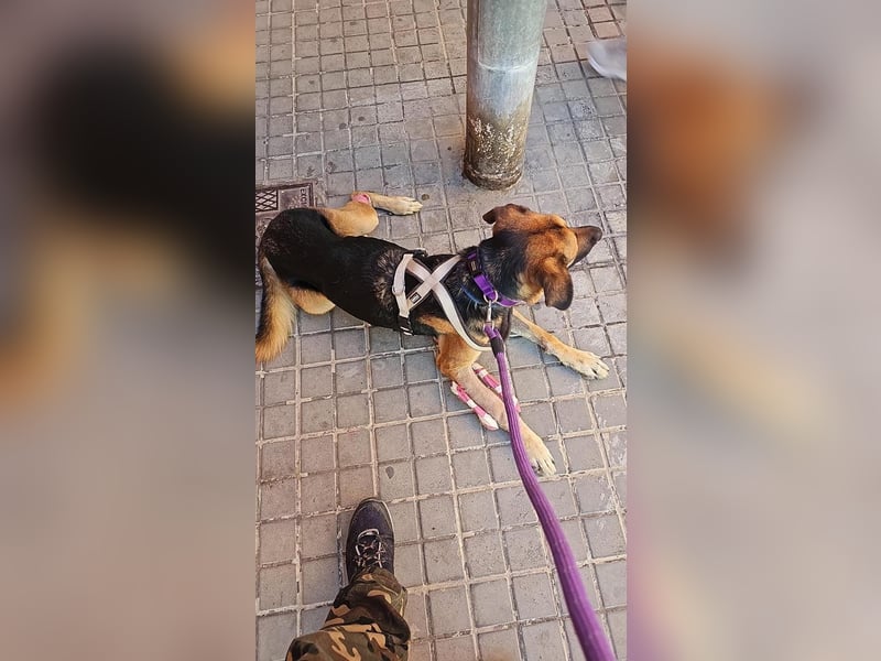 Wunderschöner AMAL-ausgesprochen lieber, unkomplizierter Begleiter, sucht sein "Für-immer-Zuhause"