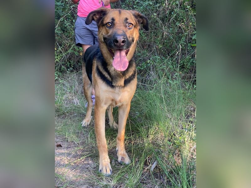 Wunderschöner AMAL-ausgesprochen lieber, unkomplizierter Begleiter, sucht sein "Für-immer-Zuhause"