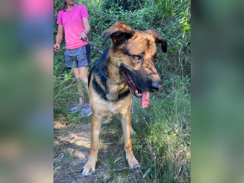 Wunderschöner AMAL-ausgesprochen lieber, unkomplizierter Begleiter, sucht sein "Für-immer-Zuhause"