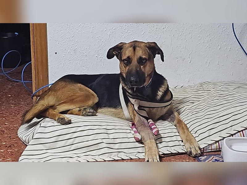 Wunderschöner AMAL-ausgesprochen lieber, unkomplizierter Begleiter, sucht sein "Für-immer-Zuhause"