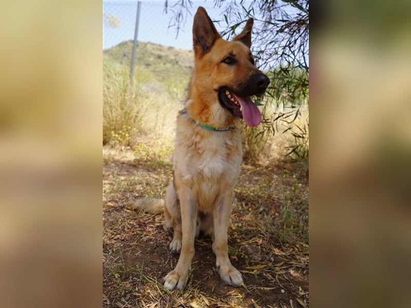 Julian (Spanien) - lieber Schäferhund sucht zu Hause für immer