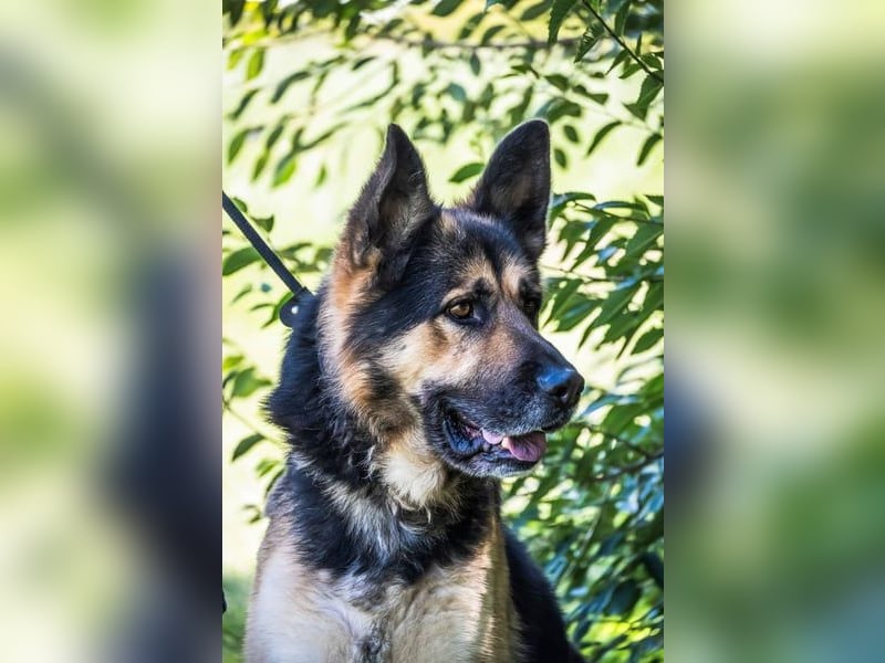 Blacky - verträglich, lieb