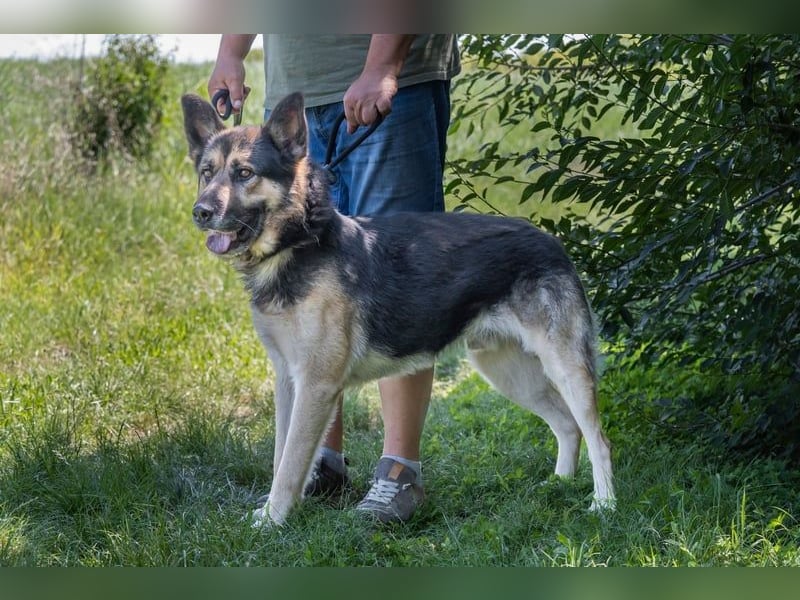 Blacky - verträglich, lieb