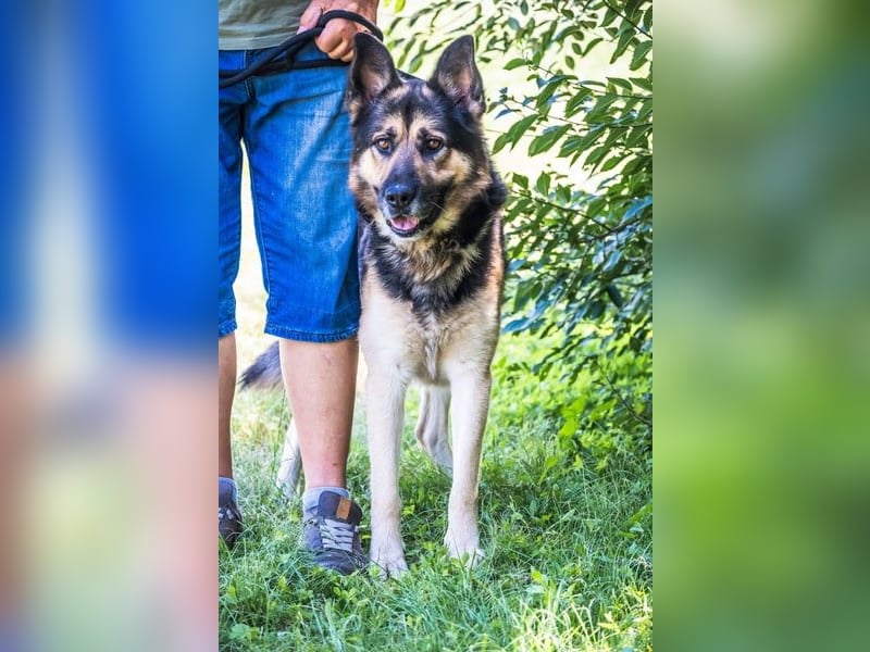 Blacky - verträglich, lieb