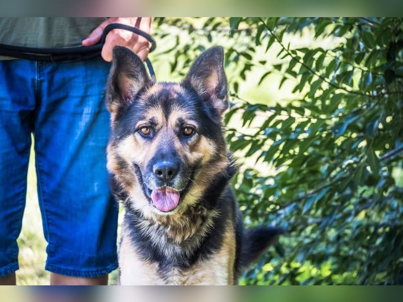 Blacky - verträglich, lieb