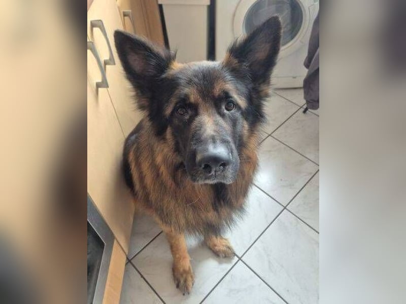 BALDUR ist ein gestandenen Rüde