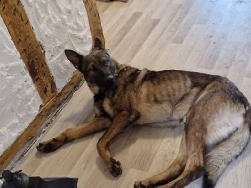 NATHAN cleverer, verspielter Schäfer-Colliemix-Teenager