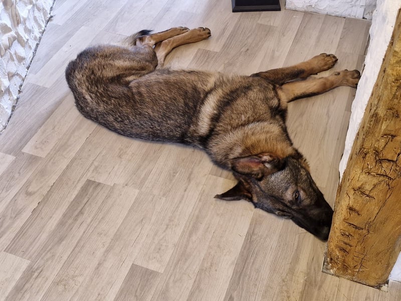 NATHAN cleverer, verspielter Schäfer-Colliemix-Teenager