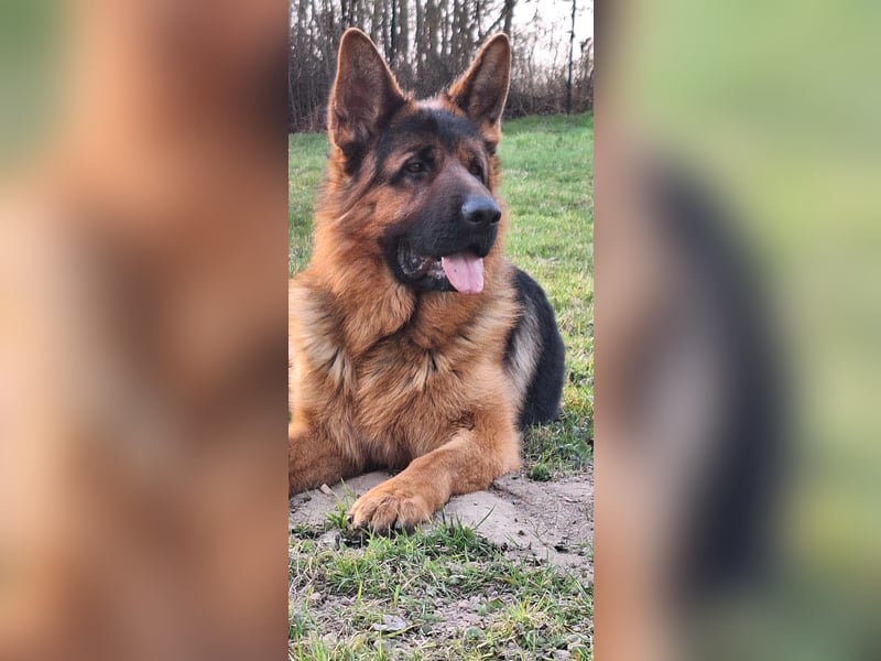 Reinrassiger Deutscher Schäferhund Deckrüde