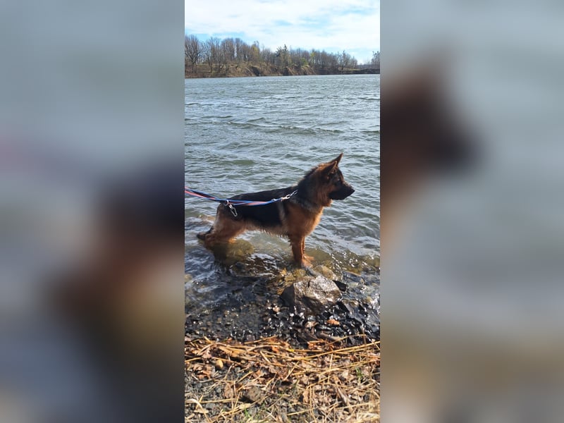 Reinrassiger Deutscher Schäferhund Deckrüde