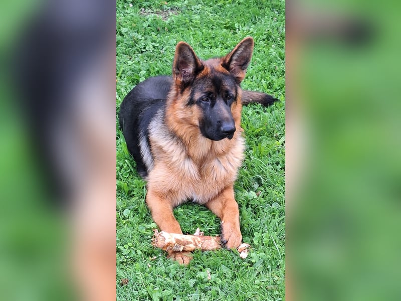 Reinrassiger Deutscher Schäferhund Deckrüde